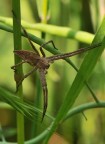 aracnide