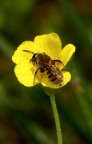 APINA