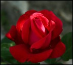 ..RosaRossa..
