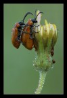 Exosoma lusitanicum