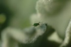 Nel Verde Nel Verde