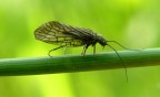 Crisopa