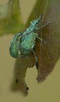 Curculionidae