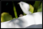 Sopra la calla...