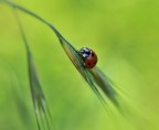 coccinella