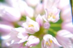 Fiori di campo