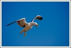 Seagull's scream (2)