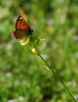 Lycaena phleas
