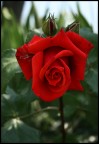irresistibile tentazione