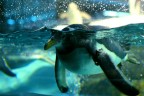 Loro parque-Tenerife.
Commenti e critiche ben accetti
