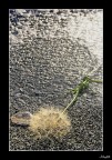 Portami via....