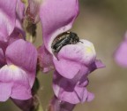 macrofotografica