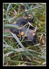 Salamandra pezzata