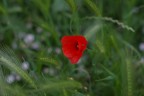 Pentax K10D - Pentax-A 50mm 1.7
