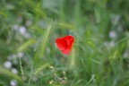 Pentax K10D - Pentax-A 50mm 1.4 M42
