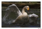 La grinta del cigno