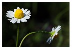 Matricaria recutita L.