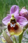 orchidea selvatica nel Molise maggio 2008