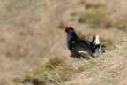 Da noi viene chiamato "Gallo forcello" per la sua coda divaricata e per il suo vero carattere da gallo quando si scontra con i rivali in amore..

Consigli e commenti benvenuti.

Ciao e buone foto.

Valasquez