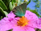 fiore o farfalla