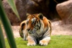 Loro Parque-Tenerife
Commenti e critiche ben accetti