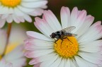 Moschina su margherita