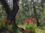 campo
