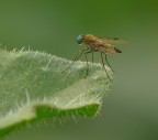 Asilide minuscola