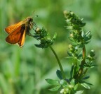 Ochlodes Venatus