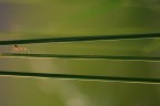 Doppia carreggiata