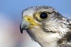 falco