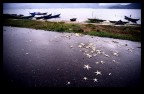 Stelle Cadute