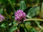 fiore di campo