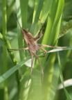 aracnide