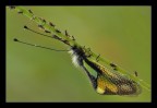 Libelloides longicornis