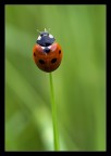 Una Cocci