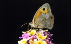 Farfalla
