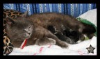 Dolce Mamma
