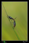 Bacio tra......