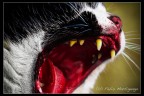 Gatto