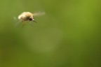 Volo Nel Verde 2