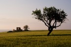 ruderi