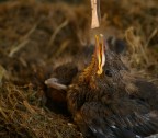 Sabato ho trovato in giardino due piccoli caduti dal nido. Per salvarli dai miei pericolosissimi gatti li ho chiusi in una gabbietta e tutt'ora do loro da mangiare qualche vermicello con la pinzetta! Non l'avrei mai detto sinceramente ma sono animali dolcissimi!