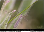 Tipulidae