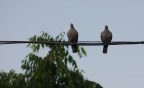 Pentax K10D - Pentax-M 75-150