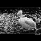 ::: ELEGANCE :::