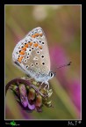 Polyommatus thersites