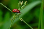 Coccinella semplice