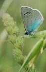 Polyommatus damon
