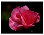 Semplicemente Rosa 2